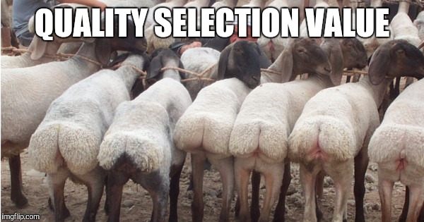 QUALITY SELECTION VALUE | made w/ Imgflip meme maker