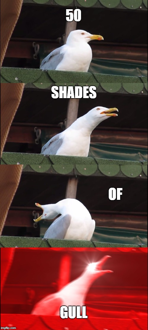 Inhaling Seagull | 50; SHADES; OF; GULL | image tagged in memes,inhaling seagull | made w/ Imgflip meme maker