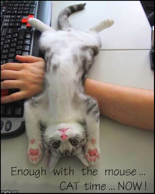 Sure sign you are spending waaay too much time on imgflip | image tagged in cute kittens,lolcats,funny meme,funny memes,funny animals,lol so funny | made w/ Imgflip meme maker