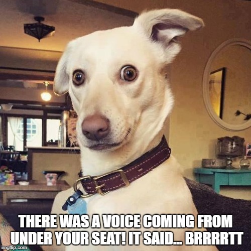 THERE WAS A VOICE COMING FROM UNDER YOUR SEAT! IT SAID... BRRRRTT | image tagged in what | made w/ Imgflip meme maker