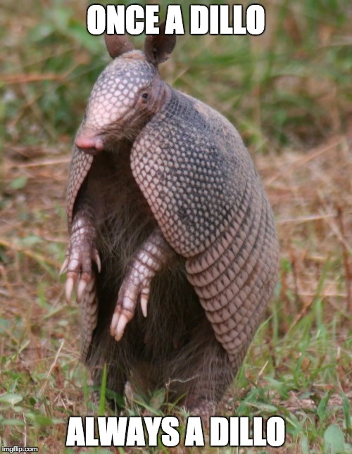 armadillo | ONCE A DILLO; ALWAYS A DILLO | image tagged in armadillo | made w/ Imgflip meme maker