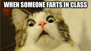 Funny animals | WHEN SOMEONE FARTS IN CLASS | image tagged in funny animals | made w/ Imgflip meme maker