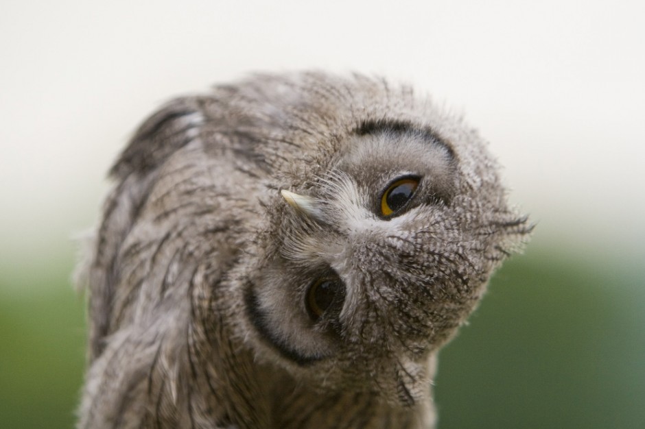 Owl neck Blank Meme Template