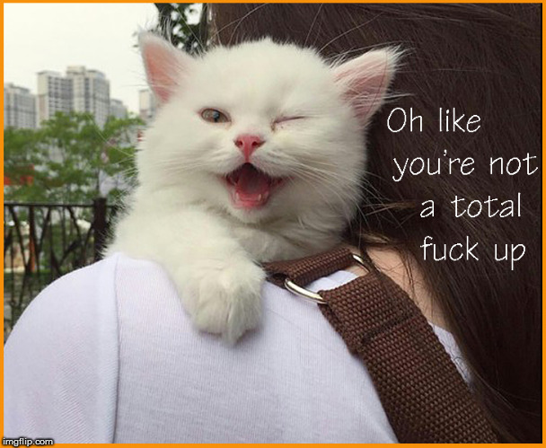 Oh like you're not a total f*ck up... | image tagged in cute cat,lol so funny,funny memes,cute animals,memes,daily memes | made w/ Imgflip meme maker
