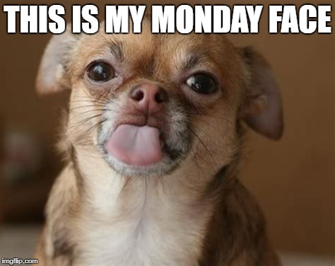 The Chihuahua hates Mondays. | THIS IS MY MONDAY FACE | image tagged in this is my monday face,chihuahua,dogs,monday face | made w/ Imgflip meme maker