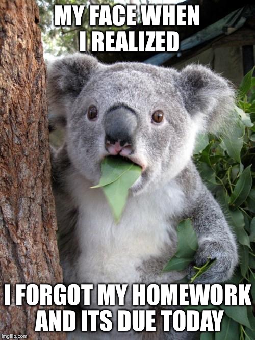 Surprised Koala | MY FACE WHEN I REALIZED; I FORGOT MY HOMEWORK AND ITS DUE TODAY | image tagged in memes,surprised koala | made w/ Imgflip meme maker