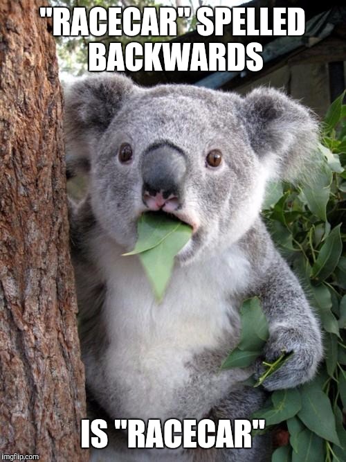 Surprised Koala Meme | "RACECAR" SPELLED BACKWARDS; IS "RACECAR" | image tagged in memes,surprised koala | made w/ Imgflip meme maker