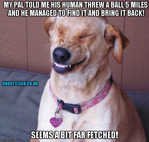 MY PAL TOLD ME HIS HUMAN THREW A BALL 5 MILES AND HE MANAGED TO FIND IT AND BRING IT BACK! SEEMS A BIT FAR FETCHED! | image tagged in laughing dog | made w/ Imgflip meme maker