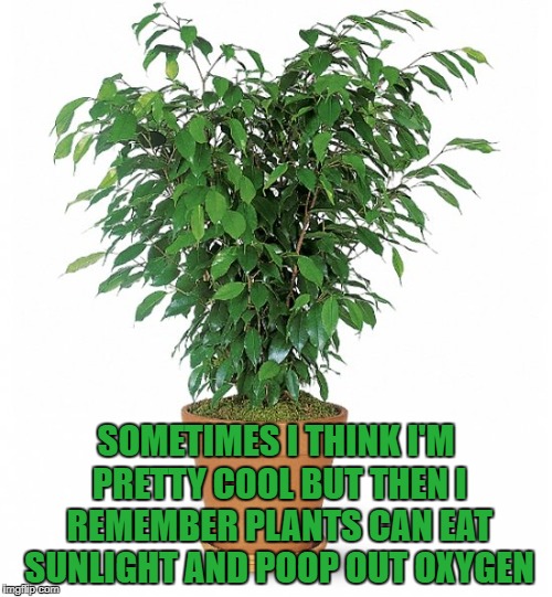 Image tagged in memes,funny,funny memes,plants,gardening,cool - Imgflip