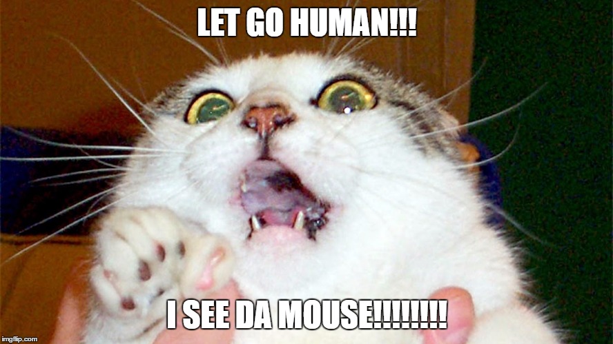 LET GO HUMAN!!! I SEE DA MOUSE!!!!!!!! | image tagged in scared cat | made w/ Imgflip meme maker