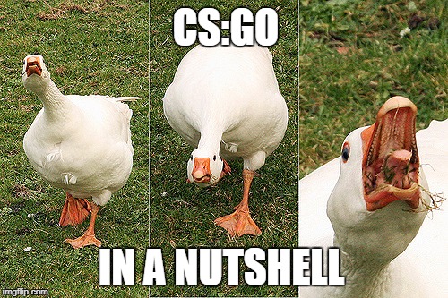 CS:GO in a nutshell | CS:GO; IN A NUTSHELL | image tagged in angry goose,csgo,counter strike | made w/ Imgflip meme maker