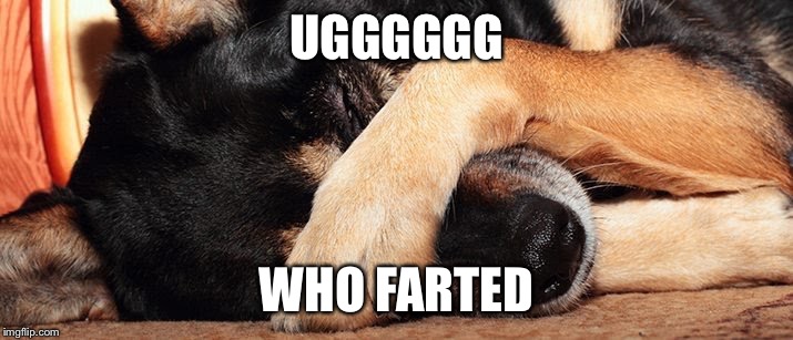 Every day life | UGGGGGG; WHO FARTED | image tagged in dog,fart | made w/ Imgflip meme maker