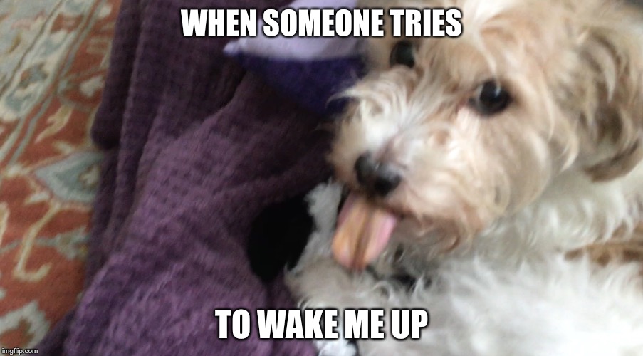 Me when someone tries to wake me up | WHEN SOMEONE TRIES; TO WAKE ME UP | image tagged in cute dog | made w/ Imgflip meme maker