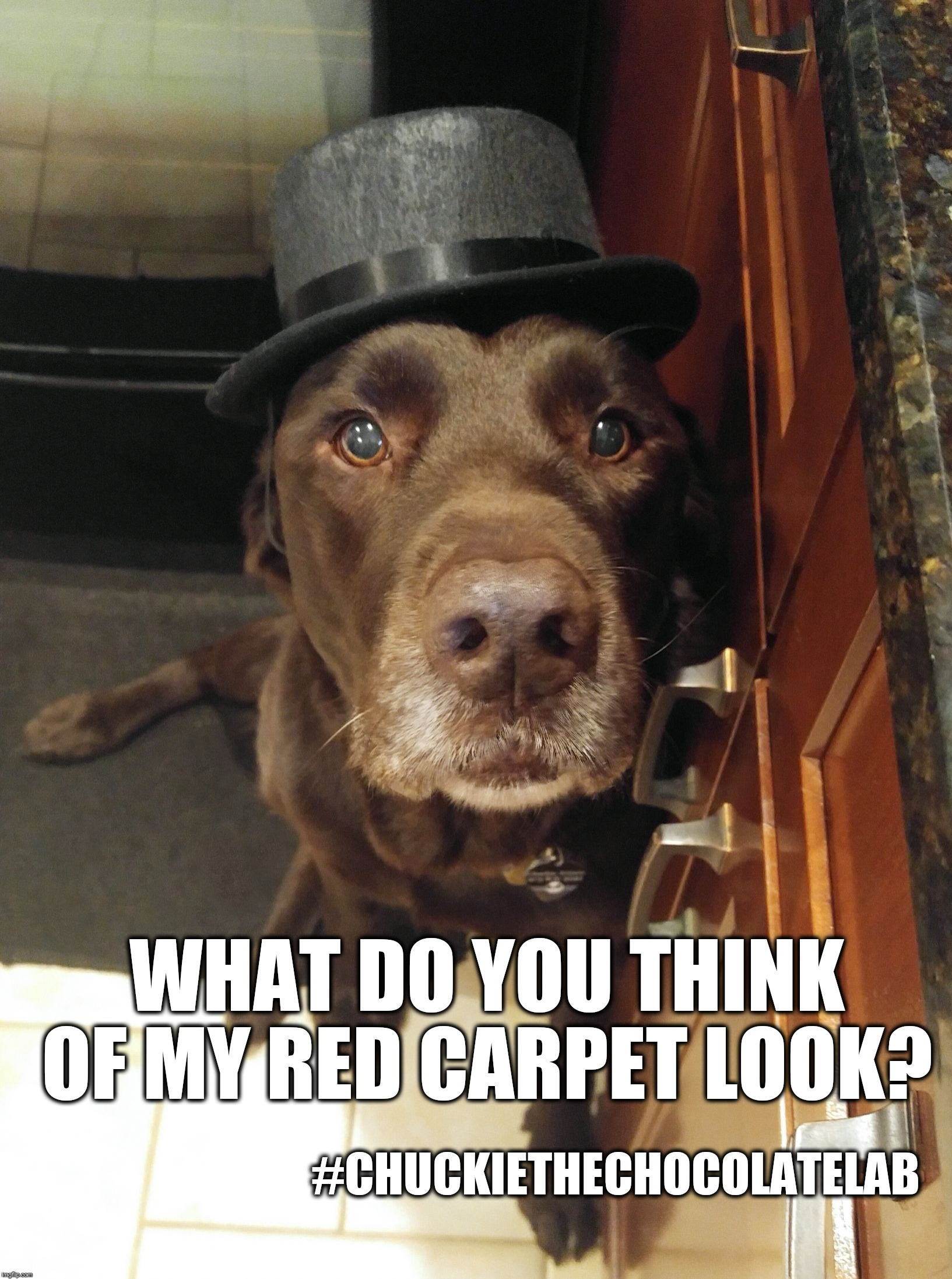 Chuckie the Chocolate Lab  | WHAT DO YOU THINK OF MY RED CARPET LOOK? #CHUCKIETHECHOCOLATELAB | image tagged in chuckie the chocolate lab | made w/ Imgflip meme maker