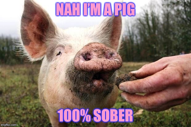 TrufflePig | NAH I’M A PIG 100% SOBER | image tagged in trufflepig | made w/ Imgflip meme maker