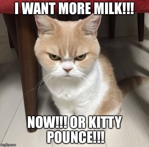 Mad cat | I WANT MORE MILK!!! NOW!!! OR KITTY POUNCE!!! | image tagged in mad cat | made w/ Imgflip meme maker
