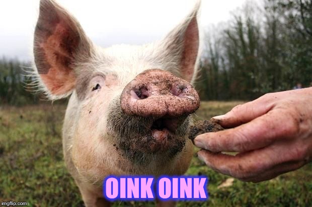 TrufflePig | OINK OINK | image tagged in trufflepig | made w/ Imgflip meme maker