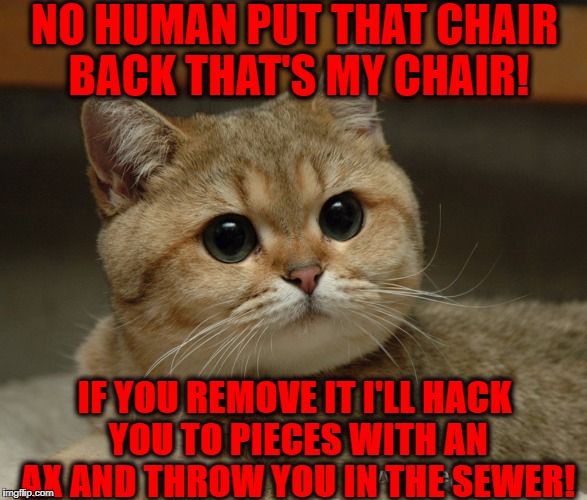 NO HUMAN PUT THAT CHAIR BACK THAT'S MY CHAIR! IF YOU REMOVE IT I'LL HACK YOU TO PIECES WITH AN AX AND THROW YOU IN THE SEWER! | image tagged in stare cat | made w/ Imgflip meme maker