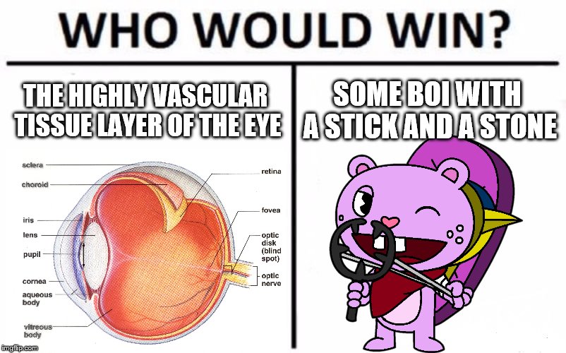 Who Would Win? Meme | THE HIGHLY VASCULAR TISSUE LAYER OF THE EYE; SOME BOI WITH A STICK AND A STONE | image tagged in memes,who would win | made w/ Imgflip meme maker