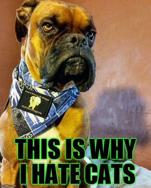 Grumpy Dog | THIS IS WHY I HATE CATS | image tagged in grumpy dog | made w/ Imgflip meme maker