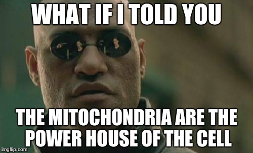 Matrix Morpheus | WHAT IF I TOLD YOU; THE MITOCHONDRIA ARE THE POWER HOUSE OF THE CELL | image tagged in memes,matrix morpheus | made w/ Imgflip meme maker