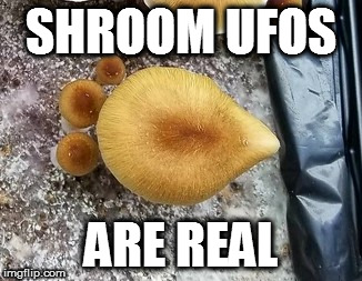 SHROOM UFOS; ARE REAL | made w/ Imgflip meme maker