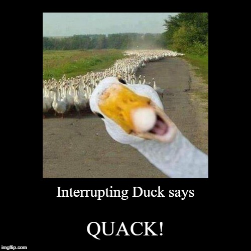 Interrupting Duck | image tagged in demotivationals,duck,duck face,quack,interrupt | made w/ Imgflip demotivational maker