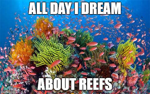 Great Barrier Reef | ALL DAY I DREAM; ABOUT REEFS | image tagged in great barrier reef | made w/ Imgflip meme maker