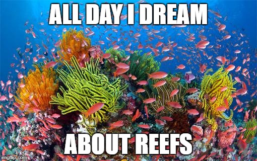 Coral Reef Meme