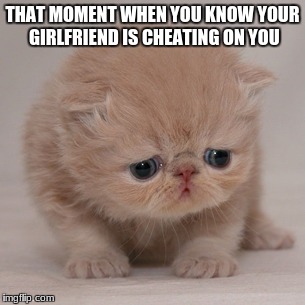 Cute Cat is Sad | THAT MOMENT WHEN YOU KNOW YOUR GIRLFRIEND IS CHEATING ON YOU | image tagged in cute cat is sad | made w/ Imgflip meme maker