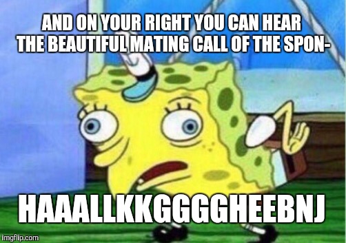 Mocking Spongebob Meme | AND ON YOUR RIGHT YOU CAN HEAR THE BEAUTIFUL MATING CALL OF THE SPON-; HAAALLKKGGGGHEEBNJ | image tagged in memes,mocking spongebob | made w/ Imgflip meme maker