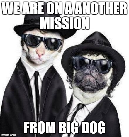 Blues Brothers Animals | WE ARE ON A ANOTHER MISSION; FROM BIG DOG | image tagged in blues brothers animals | made w/ Imgflip meme maker