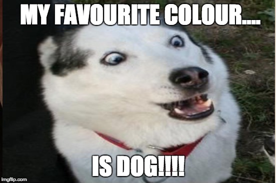 What is YOUR favourite colour? | MY FAVOURITE COLOUR.... IS DOG!!!! | image tagged in dog | made w/ Imgflip meme maker