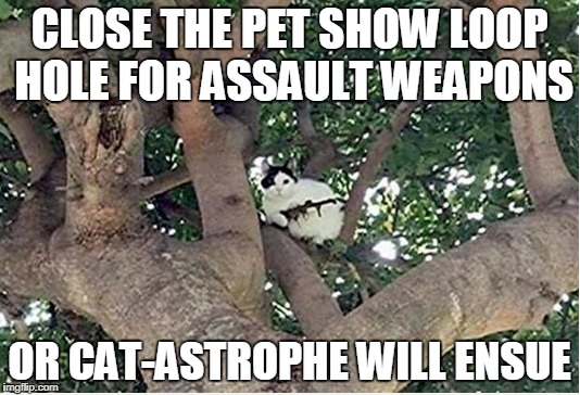 pet store loop hole | CLOSE THE PET SHOW LOOP HOLE FOR ASSAULT WEAPONS; OR CAT-ASTROPHE WILL ENSUE | image tagged in humorous,funny memes,2nd amendment,gun control | made w/ Imgflip meme maker