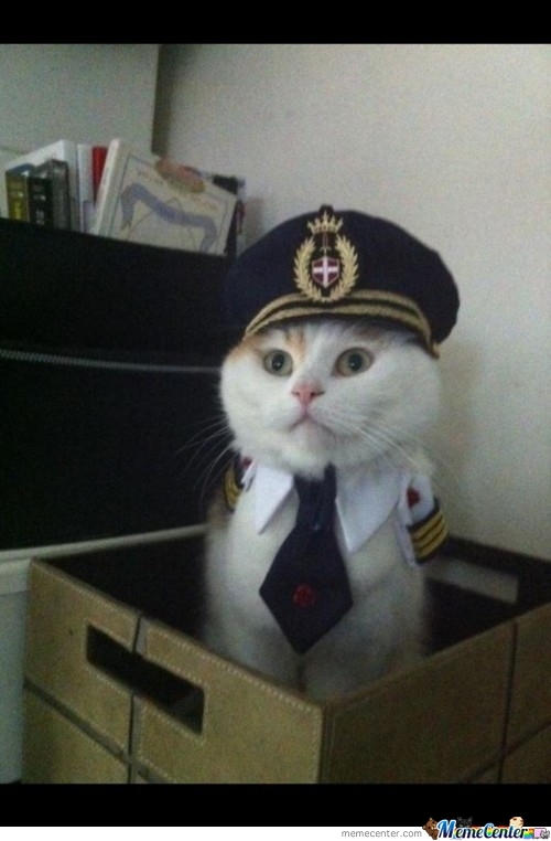 High Quality Pilot Cat Blank Meme Template