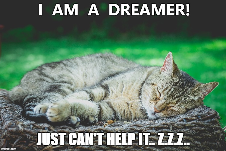 I AM A DREAMER! | I  AM  A  DREAMER! JUST CAN'T HELP IT.. Z.Z.Z.. | image tagged in inspirational quote,cats,funny cats,inspirational | made w/ Imgflip meme maker