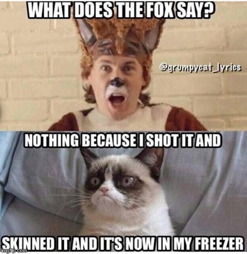 fox | image tagged in fox | made w/ Imgflip meme maker