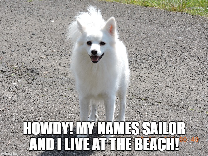 Dog | HOWDY! MY NAMES SAILOR AND I LIVE AT THE BEACH! | image tagged in sailor | made w/ Imgflip meme maker