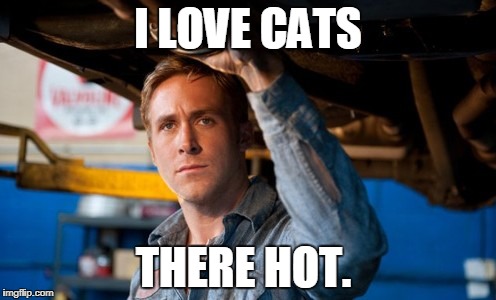 Hey Dude | I LOVE CATS; THERE HOT. | image tagged in hey dude | made w/ Imgflip meme maker