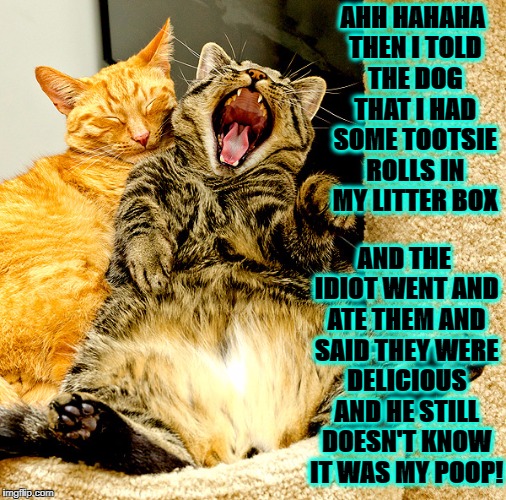 AHH HAHAHA THEN I TOLD THE DOG THAT I HAD SOME TOOTSIE ROLLS IN MY LITTER BOX; AND THE IDIOT WENT AND ATE THEM AND SAID THEY WERE DELICIOUS AND HE STILL DOESN'T KNOW IT WAS MY POOP! | image tagged in laughing cat | made w/ Imgflip meme maker