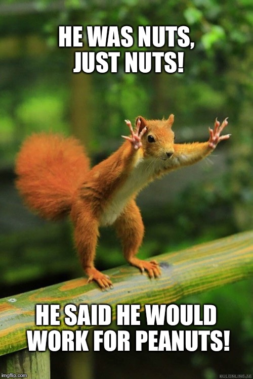 Wait a Minute Squirrel | HE WAS NUTS, JUST NUTS! HE SAID HE WOULD WORK FOR PEANUTS! | image tagged in wait a minute squirrel | made w/ Imgflip meme maker