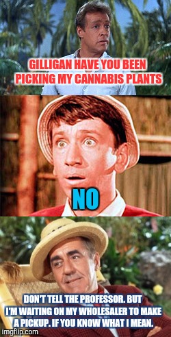 Gilligan's Island week ( March 5-12) a Dr.Sarcasm Event | GILLIGAN HAVE YOU BEEN PICKING MY CANNABIS PLANTS; NO; DON'T TELL THE PROFESSOR. BUT I'M WAITING ON MY WHOLESALER TO MAKE A PICKUP. IF YOU KNOW WHAT I MEAN. | image tagged in gilligans island week,meme,420,funny,cannabis,capitalism | made w/ Imgflip meme maker