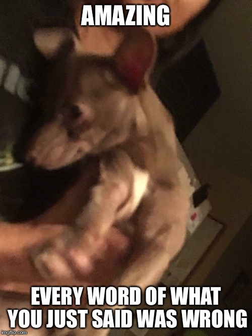 When someone says stretching lips back isn't a smile in dog language | AMAZING; EVERY WORD OF WHAT YOU JUST SAID WAS WRONG | image tagged in dogs,dog,star wars the last jedi,the last jedi,chihuahua | made w/ Imgflip meme maker