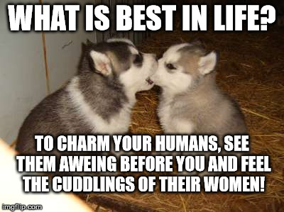 Cuddles, what is best in life?
 |  WHAT IS BEST IN LIFE? TO CHARM YOUR HUMANS, SEE THEM AWEING BEFORE YOU AND FEEL THE CUDDLINGS OF THEIR WOMEN! | image tagged in memes,cute puppies,conan | made w/ Imgflip meme maker