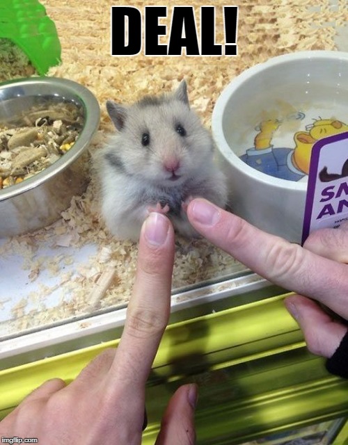 deal | DEAL! | image tagged in hamster | made w/ Imgflip meme maker