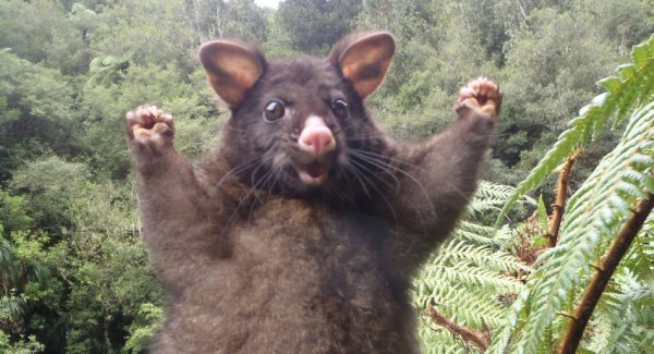 positive possum Blank Meme Template