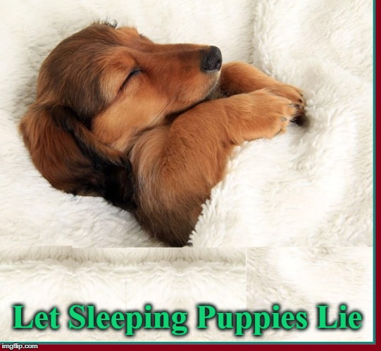Dog Tired |  Let Sleeping Puppies Lie | image tagged in dog tired,vince vance,dogs,sleepy dog,dog memes,cute puppy | made w/ Imgflip meme maker