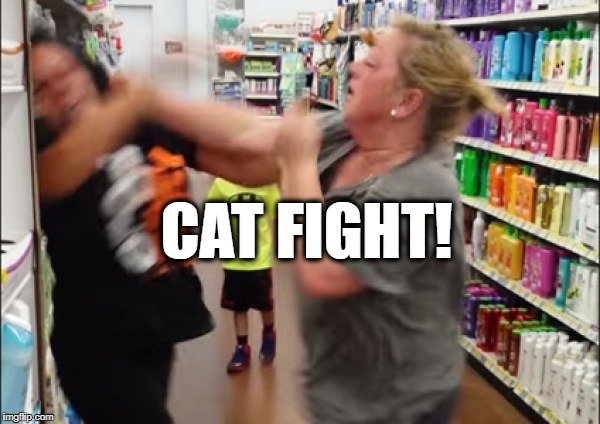 Cat fight | CAT FIGHT! | image tagged in cat fight | made w/ Imgflip meme maker