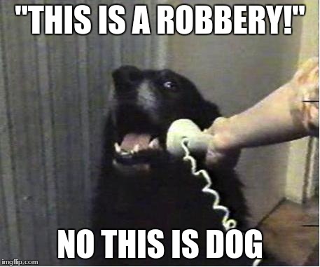 Yes this is dog | "THIS IS A ROBBERY!"; NO THIS IS DOG | image tagged in yes this is dog | made w/ Imgflip meme maker