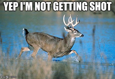 deer meme | YEP I'M NOT GETTING SHOT | image tagged in funny animals | made w/ Imgflip meme maker